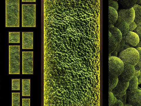 moss plant wall