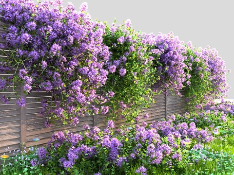 Lilac Vine Man Flowers