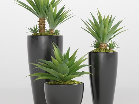 Modern indoor plants potted