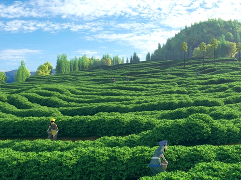 Mountain tea garden landscape