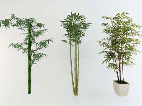 Modern bamboo potted plant