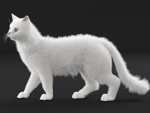 white cat animal