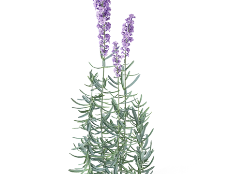 Modern Minimalist Lavender Plant Free