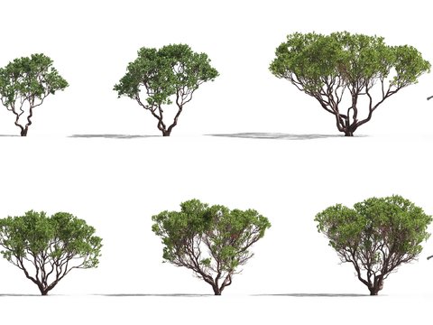 Modern Trees Landscape Trees