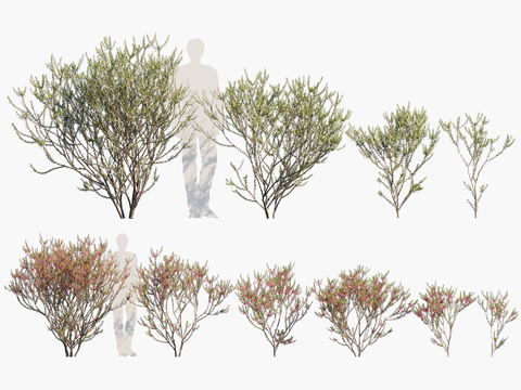 Plants Landscape Trees Shrubs