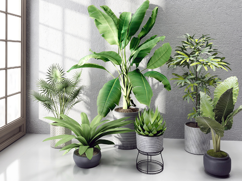 Modern potted plant combination