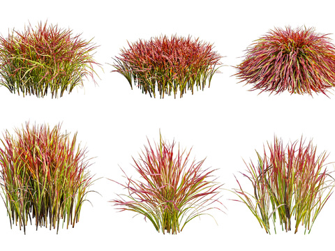 Modern plant Japanese blood grass