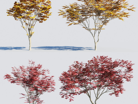 Modern Maple Landscape Tree