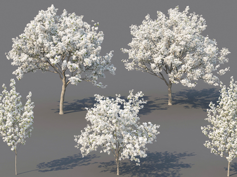 Modern White Flower Tree Landscape Tree