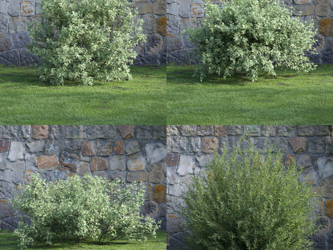 Modern Landscape Greening Shrubs