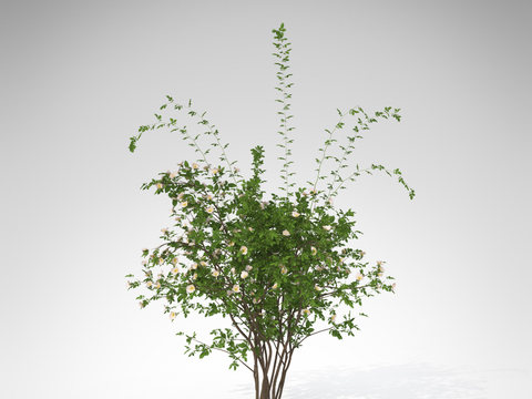 Modern Green Plant Shrub Free