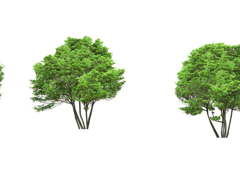 big trees trees landscape trees psd