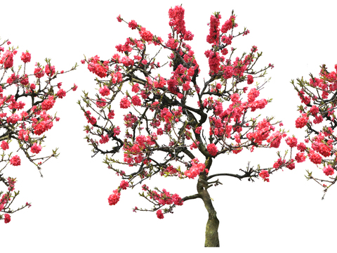 peach blossom tree big tree landscape tree psd