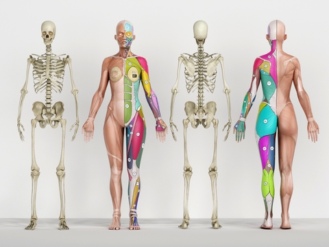 Modern Medical Human Muscle Structure