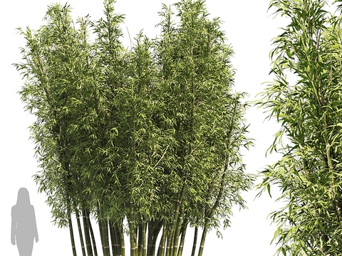 Bamboo Green Plant Combination