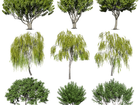 modern willow banyan tree landscape tree