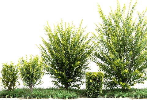 Modern landscape shrubs