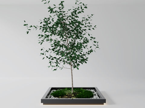 modern plant tree