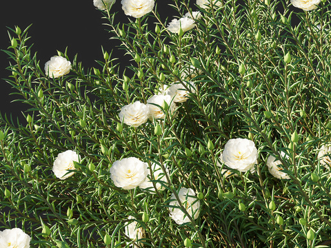 purslane sunflower flowers