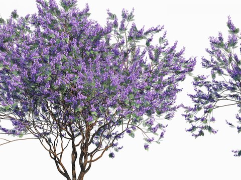 Modern Jacaranda Tree Landscape Tree