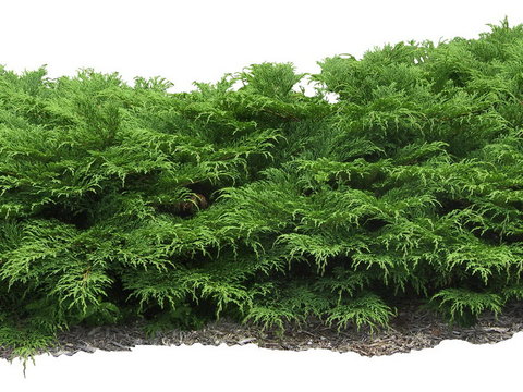 arhat cypress shrub green plant psd