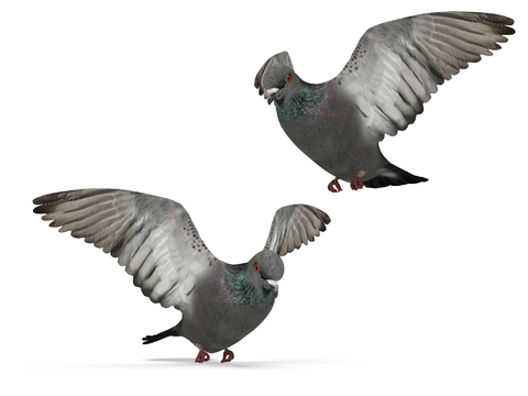 Modern animal pigeons