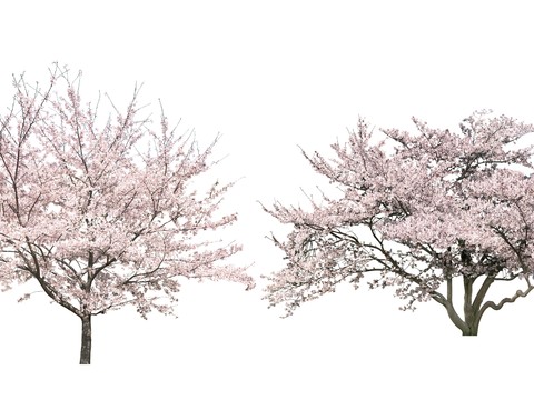 peach blossom tree trees landscape tree psd