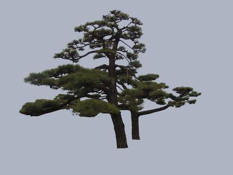 pine trees big trees landscape trees psd