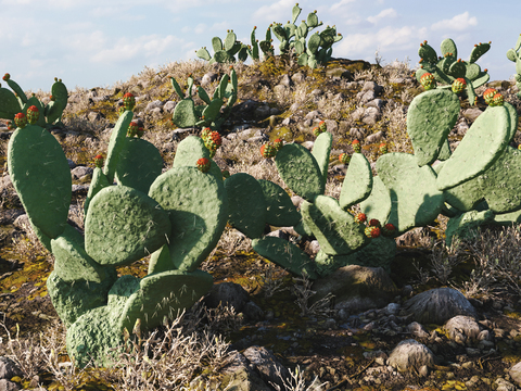 Modern Cactus Plant Landscape