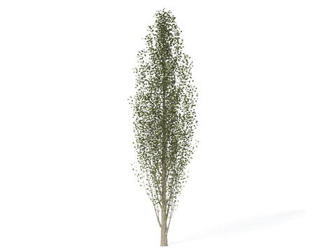 Modern Lombardy Poplar Free