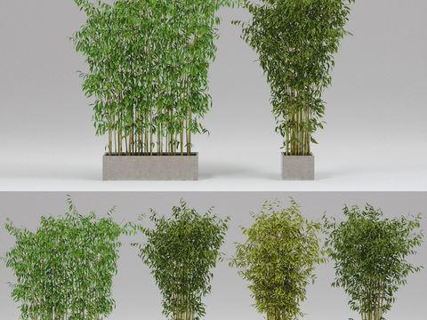 Modern Green Plant Bamboo