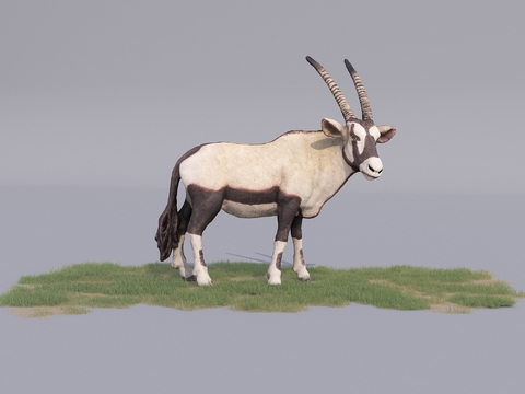 Modern animal antelope