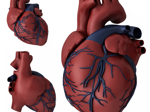 Modern Medical Heart Model