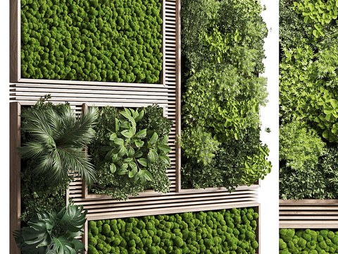 Moss plant wall Wall