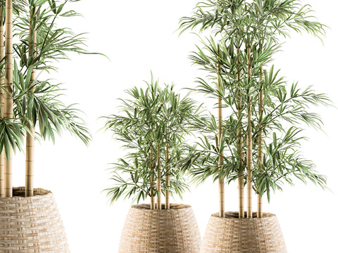 Modern bamboo potted plant