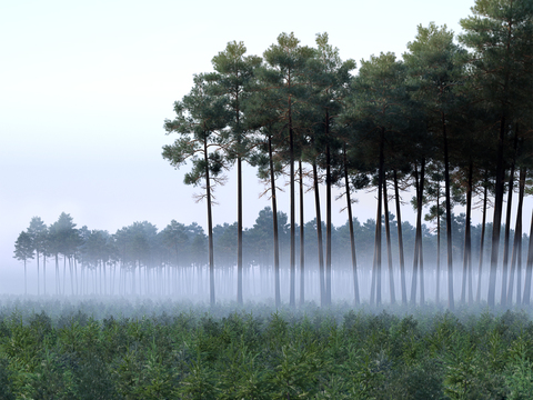 Modern Forest Landscape