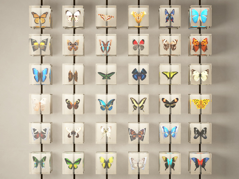 Butterfly Specimen Wall Insect Specimen