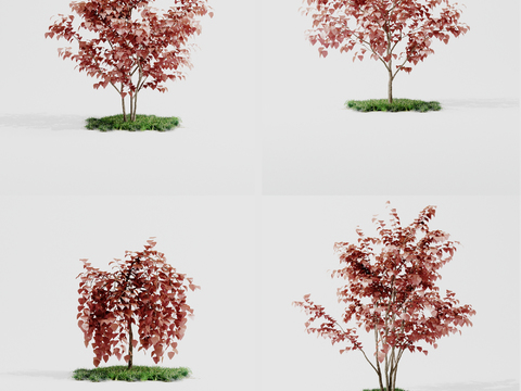 Modern Red Maple Outdoor Tree