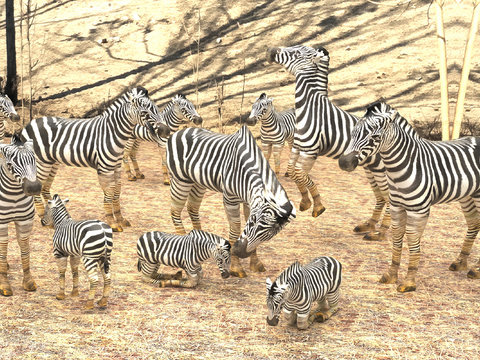 Modern Zebra