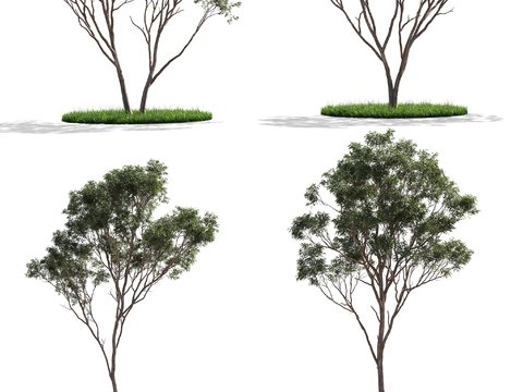 Modern Eucalyptus Landscape Tree