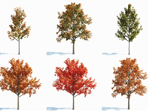 Modern Autumn Tree