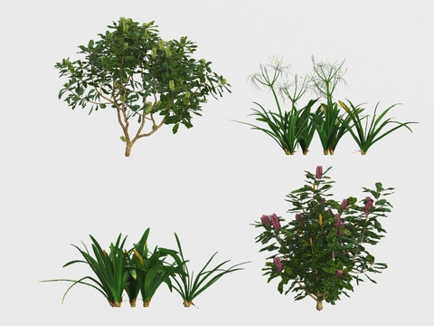 Modern Green Plant Shrub Free