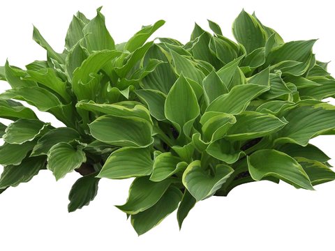 modern green plant shrub psd