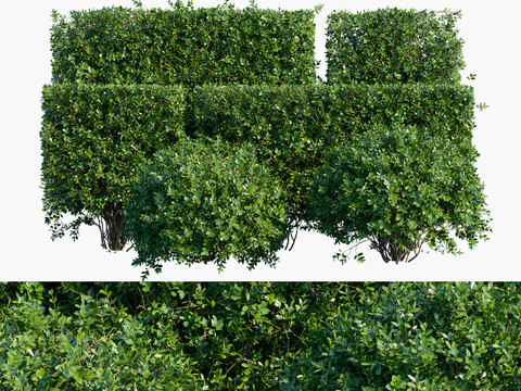 Modern hedge shrub