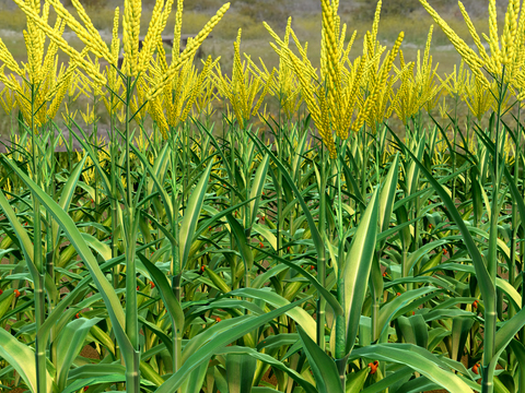 Natural Landscape of Modern Northeast Corn