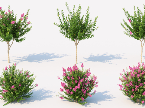 Modern shrub landscape tree