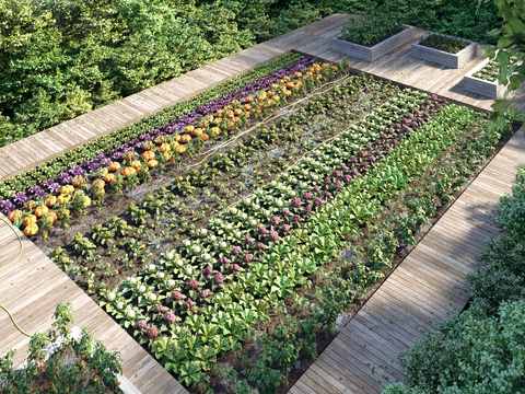 Modern Garden Vegetable Garden