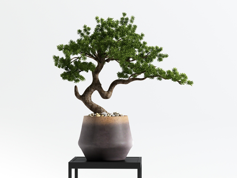 New Chinese Pine Pot