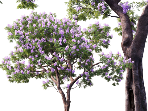 Jacaranda Landscape Tree Flower Tree