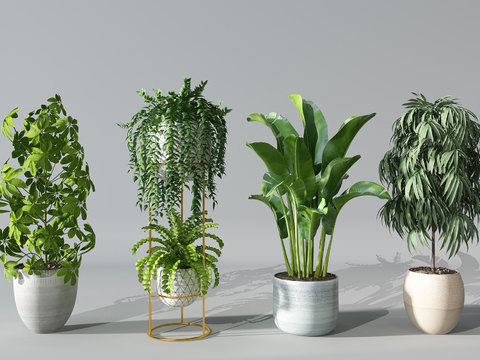 Modern plants potted free